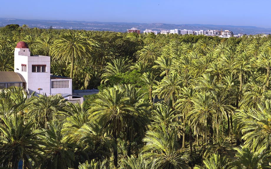 Las Cortes aprueban la Ley de Protección del Palmeral